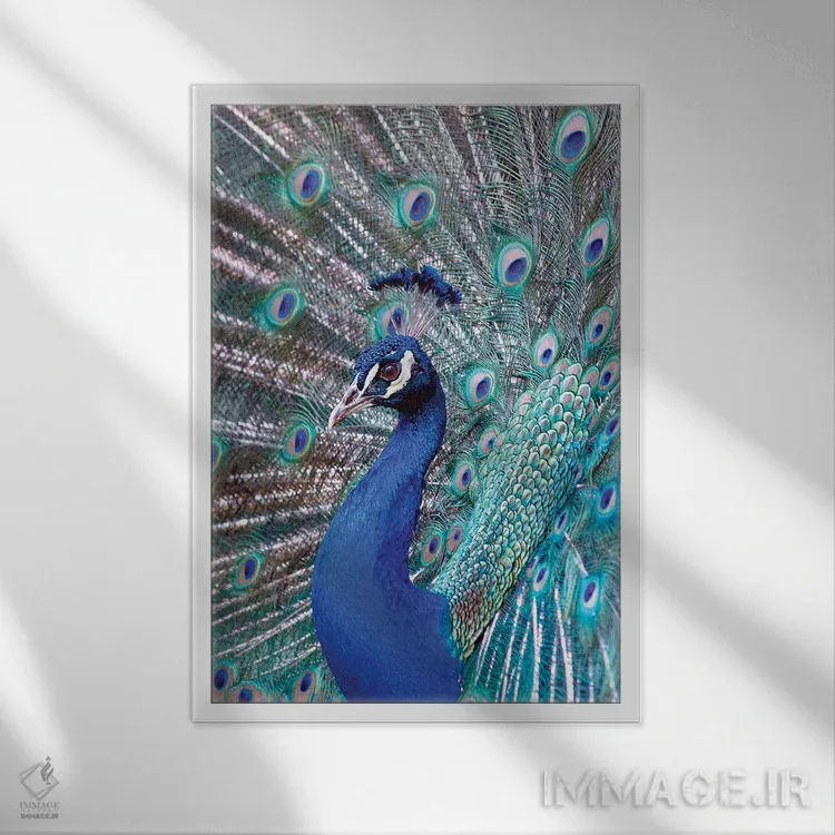 تابلو دکوراتیو Central America. India Blue Peacock displaying.,کاستاری… اثر کارن ان سالیوان - نمای قابدار سفید