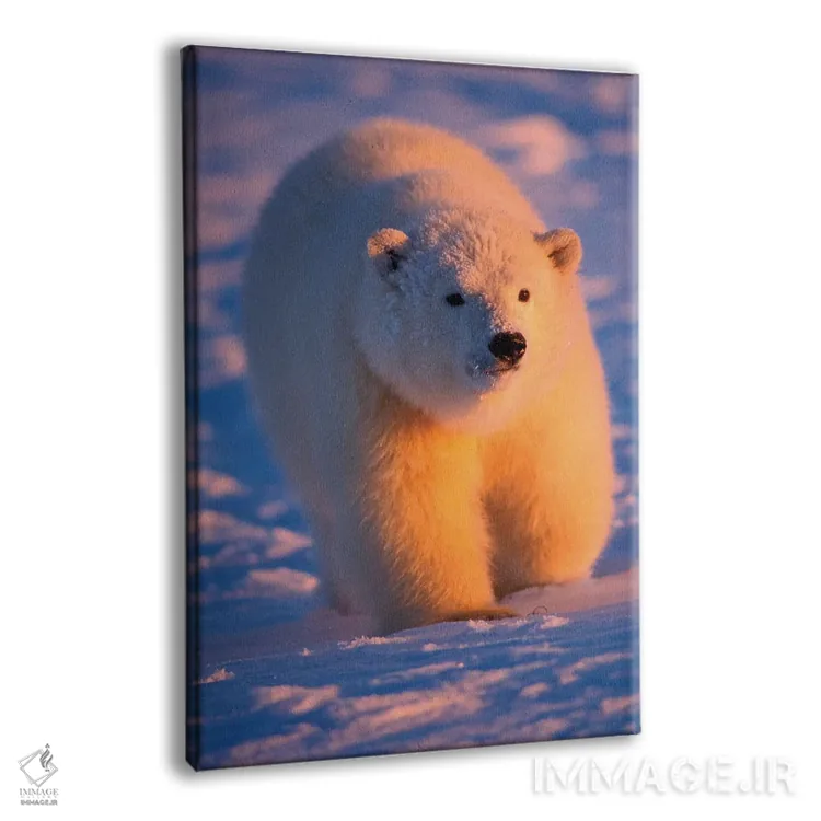 تابلو دکوراتیو Ursus Maritimus, Cub On The Pack Ice At Sunset, 1002 Are… اثر استیو کازلوسکی - نمای پرسپکتیو محصول