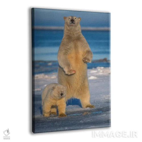 تابلو دکوراتیو Arctic National Wildlife Refuge, Alaska,ماده خرس قطبی با… اثر استیو کازلوسکی - نمای پرسپکتیو محصول