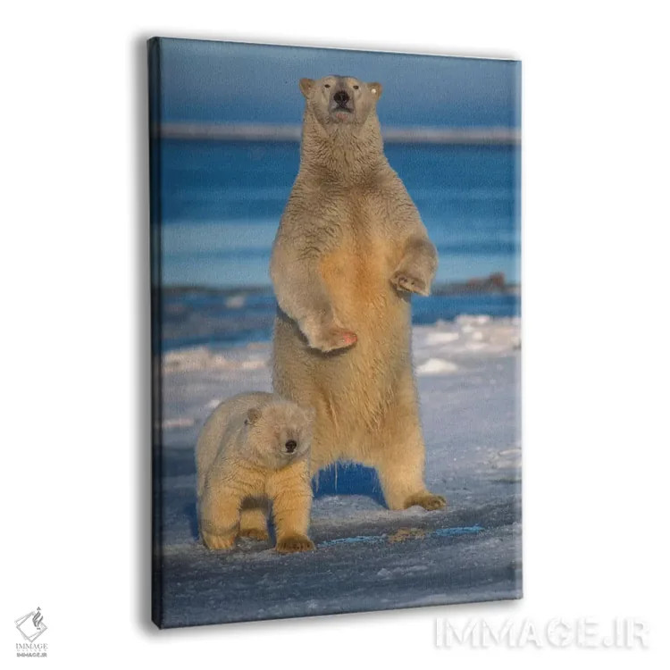 تابلو دکوراتیو Arctic National Wildlife Refuge, Alaska,ماده خرس قطبی با… اثر استیو کازلوسکی - نمای پرسپکتیو محصول