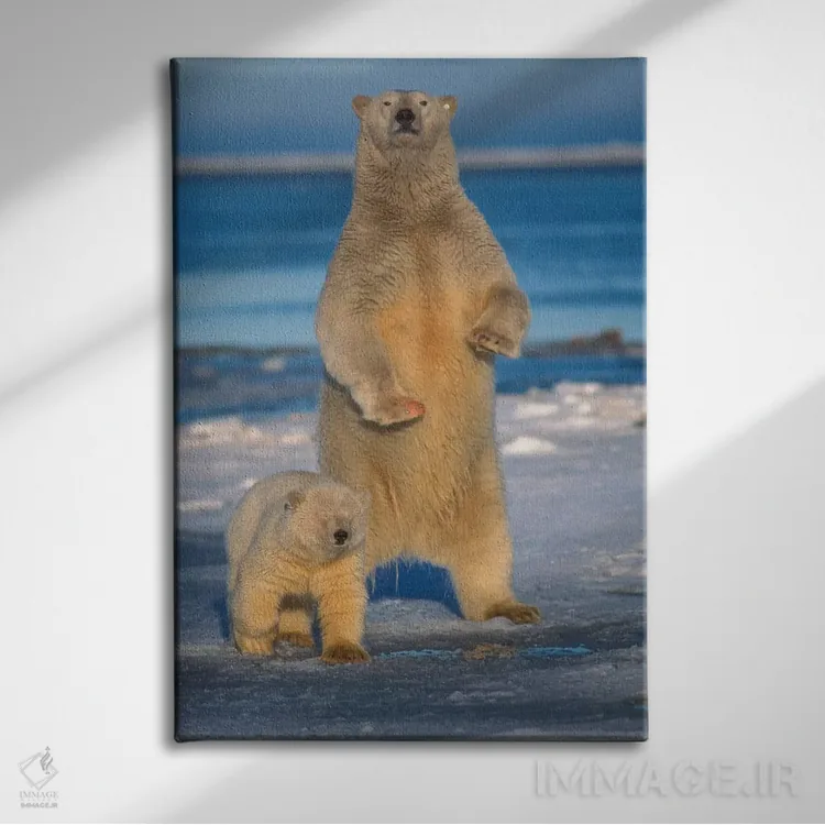 تابلو دکوراتیو Arctic National Wildlife Refuge, Alaska,ماده خرس قطبی با… اثر استیو کازلوسکی - نمای روبهرو روی دیوار