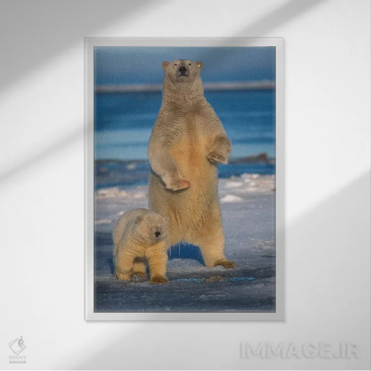 تابلو دکوراتیو Arctic National Wildlife Refuge, Alaska,ماده خرس قطبی با… اثر استیو کازلوسکی - نمای قابدار سفید