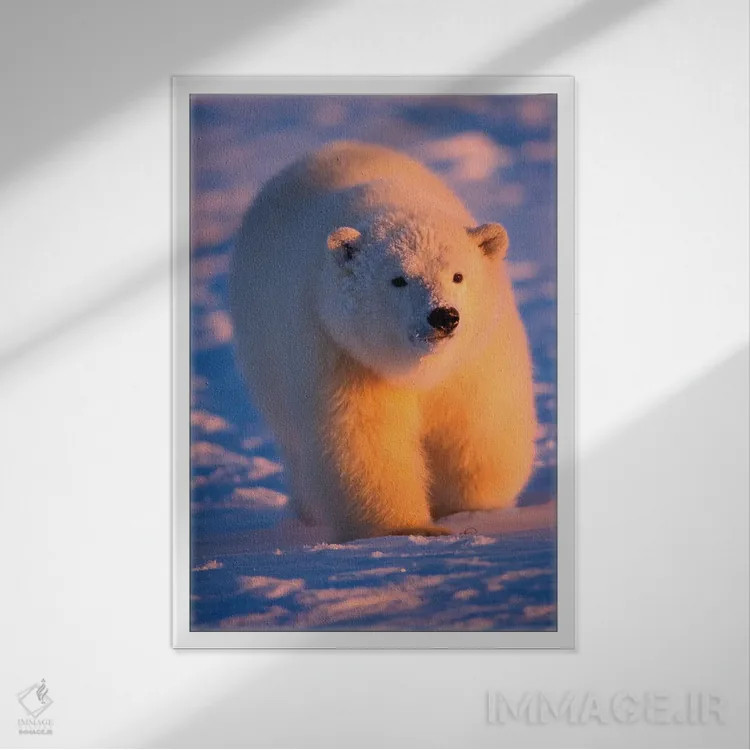 تابلو دکوراتیو Ursus Maritimus, Cub On The Pack Ice At Sunset, 1002 Are… اثر استیو کازلوسکی - نمای قابدار سفید