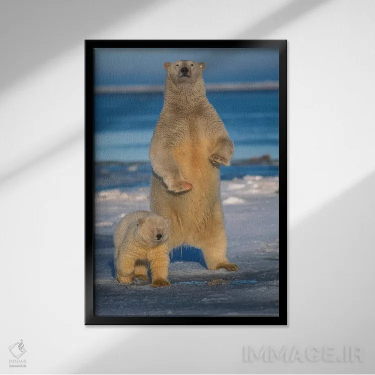 تابلو دکوراتیو Arctic National Wildlife Refuge, Alaska,ماده خرس قطبی با… اثر استیو کازلوسکی - نمای قابدار مشکی