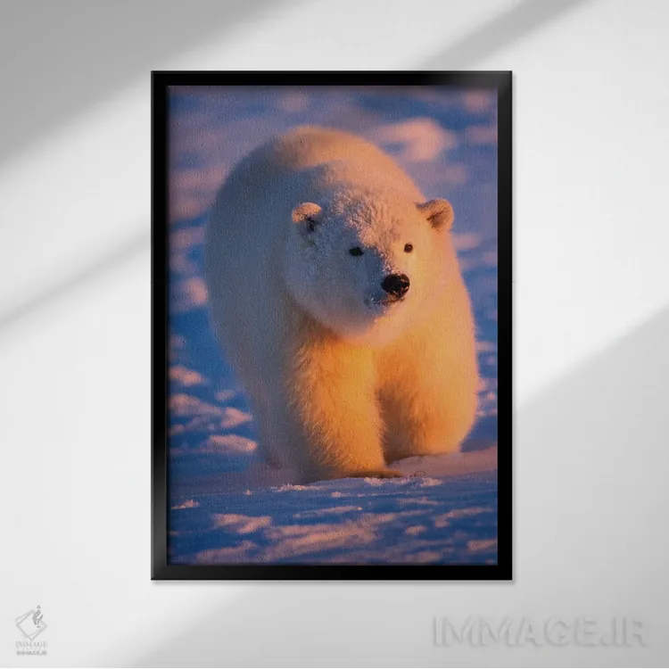 تابلو دکوراتیو Ursus Maritimus, Cub On The Pack Ice At Sunset, 1002 Are… اثر استیو کازلوسکی - نمای قابدار مشکی