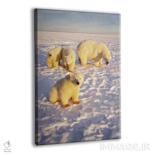 تابلو دکوراتیو Alaska,ماده خرس قطبی با سه توله بهاری روی اقیانوس یخ زده… اثر استیو کازلوسکی - نمای پرسپکتیو محصول