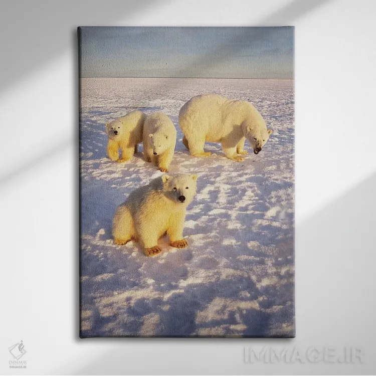 تابلو دکوراتیو Alaska,ماده خرس قطبی با سه توله بهاری روی اقیانوس یخ زده… اثر استیو کازلوسکی - نمای روبهرو روی دیوار