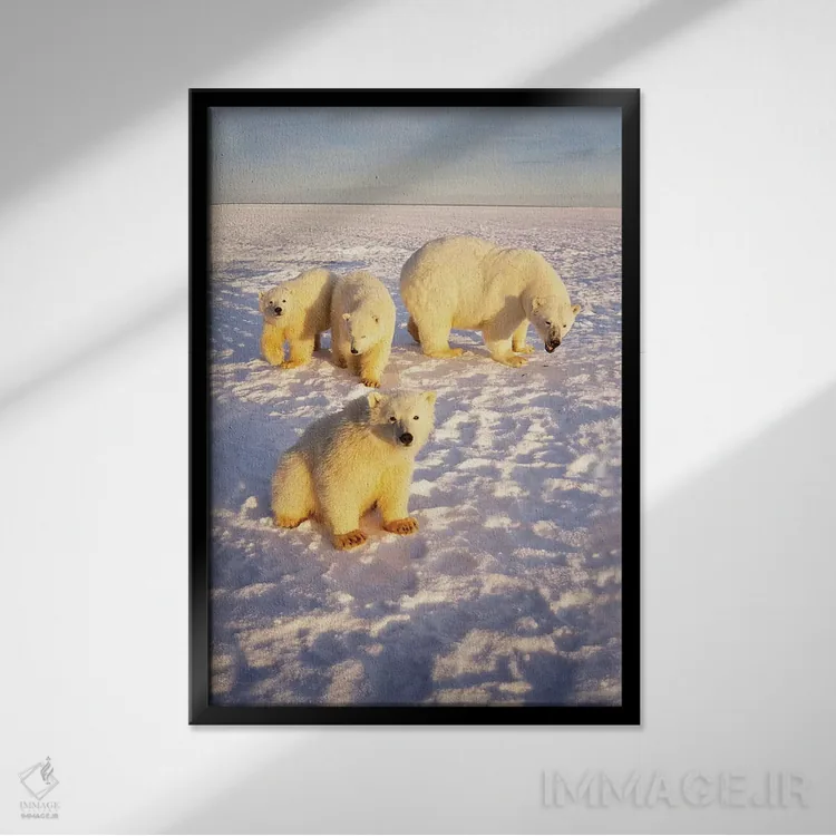 تابلو دکوراتیو Alaska,ماده خرس قطبی با سه توله بهاری روی اقیانوس یخ زده… اثر استیو کازلوسکی - نمای قابدار مشکی