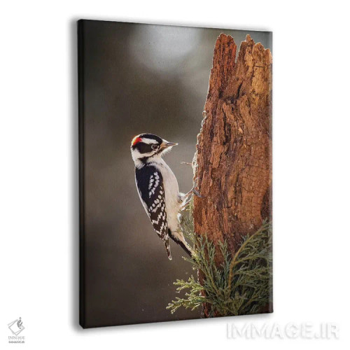 تابلو دکوراتیو دارکوب داونی اثر کارن بورک - نمای پرسپکتیو محصول