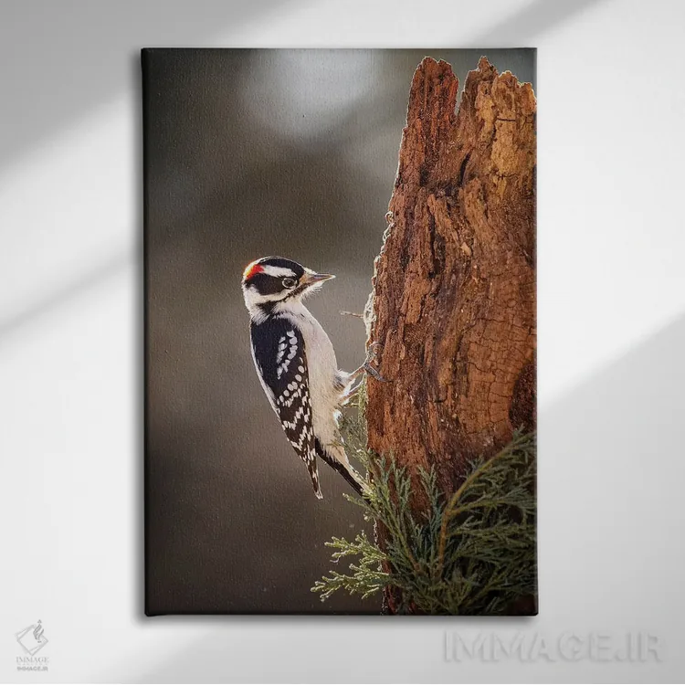 تابلو دکوراتیو دارکوب داونی اثر کارن بورک - نمای روبهرو روی دیوار