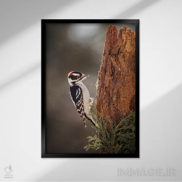 تابلو دکوراتیو دارکوب داونی اثر کارن بورک - نمای قابدار مشکی