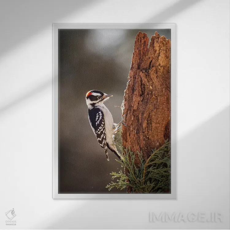 تابلو دکوراتیو دارکوب داونی اثر کارن بورک - نمای قابدار سفید