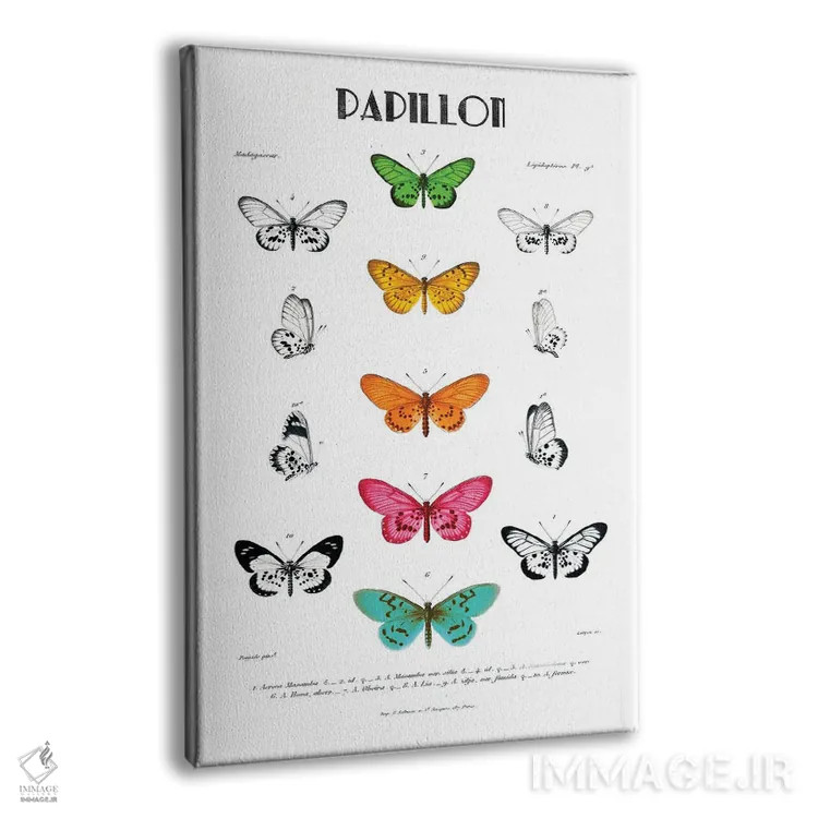 تابلو مینیمال پاپیون اثر کلی دونوان - نمای پرسپکتیو محصول