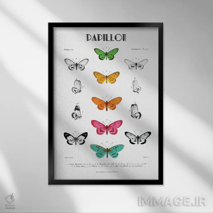 تابلو مینیمال پاپیون اثر کلی دونوان - نمای قابدار مشکی