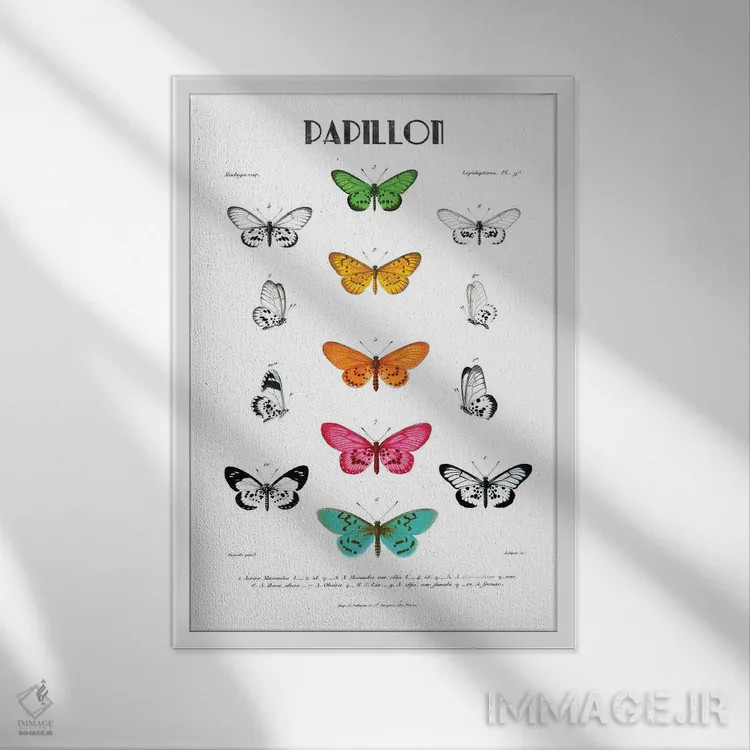 تابلو مینیمال پاپیون اثر کلی دونوان - نمای قابدار سفید