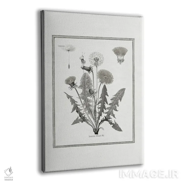 تابلو دکوراتیو قاصدک I اثر کلی دونوان - نمای پرسپکتیو محصول