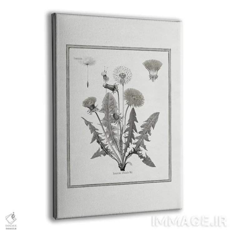 تابلو دکوراتیو قاصدک I اثر کلی دونوان - نمای پرسپکتیو محصول