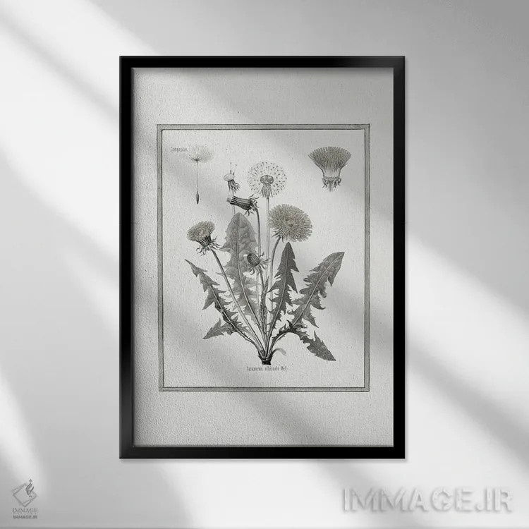 تابلو دکوراتیو قاصدک I اثر کلی دونوان - نمای قابدار مشکی