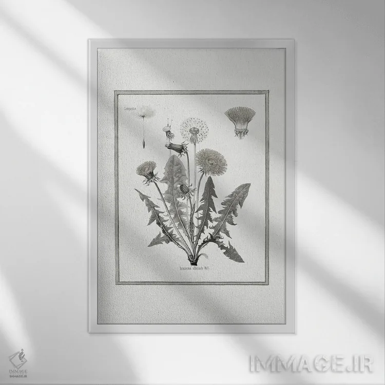 تابلو دکوراتیو قاصدک I اثر کلی دونوان - نمای قابدار سفید