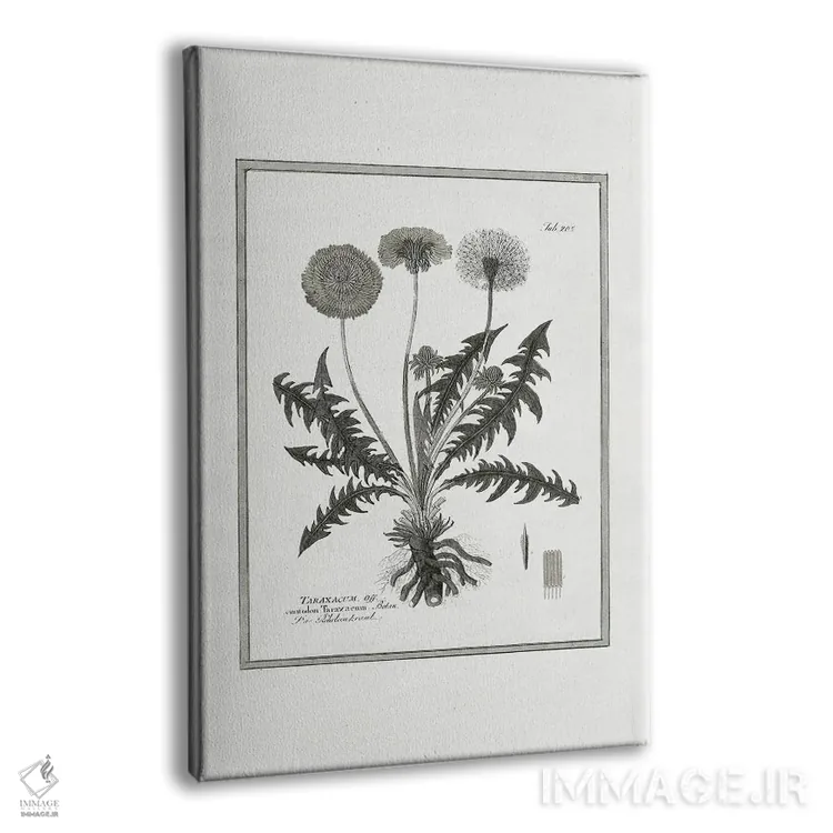 تابلو دکوراتیو قاصدک II اثر کلی دونوان - نمای پرسپکتیو محصول