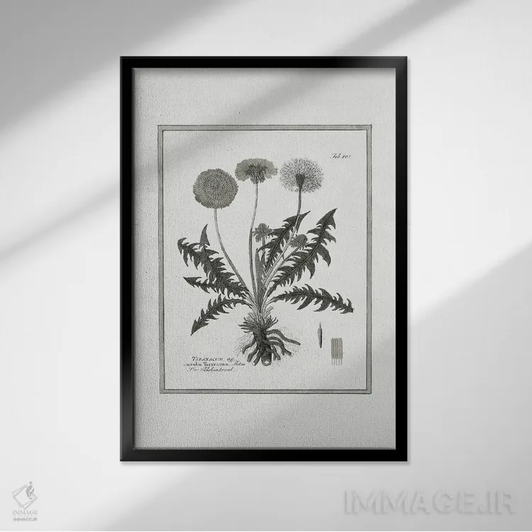 تابلو دکوراتیو قاصدک II اثر کلی دونوان - نمای قابدار مشکی