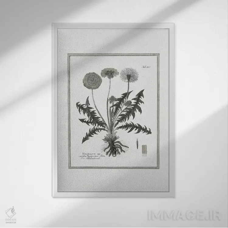 تابلو دکوراتیو قاصدک II اثر کلی دونوان - نمای قابدار سفید