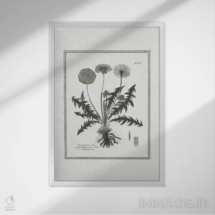 تابلو دکوراتیو قاصدک II اثر کلی دونوان - نمای قابدار سفید