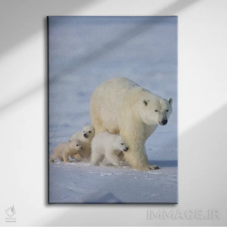 تابلو دکوراتیو خرس قطبی ماده با سه توله در توندرا، پارک ملی واپاسک، منیتوبا، کا… اثر کرن سو - نمای روبهرو روی دیوار