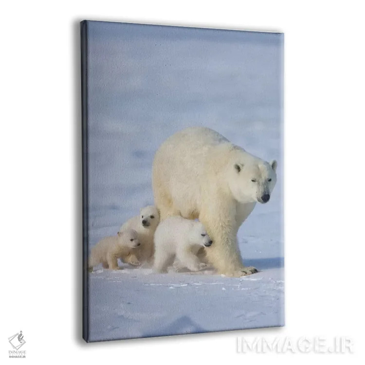 تابلو دکوراتیو خرس قطبی ماده با سه توله در توندرا، پارک ملی واپاسک، منیتوبا، کا… اثر کرن سو - نمای پرسپکتیو محصول