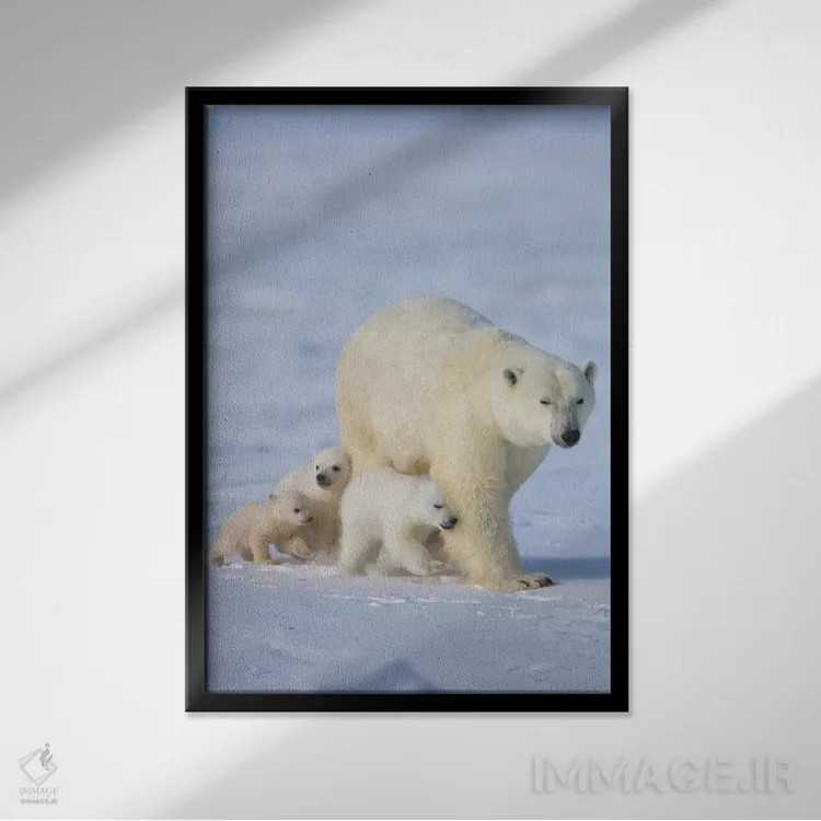 تابلو دکوراتیو خرس قطبی ماده با سه توله در توندرا، پارک ملی واپاسک، منیتوبا، کا… اثر کرن سو - نمای قابدار مشکی
