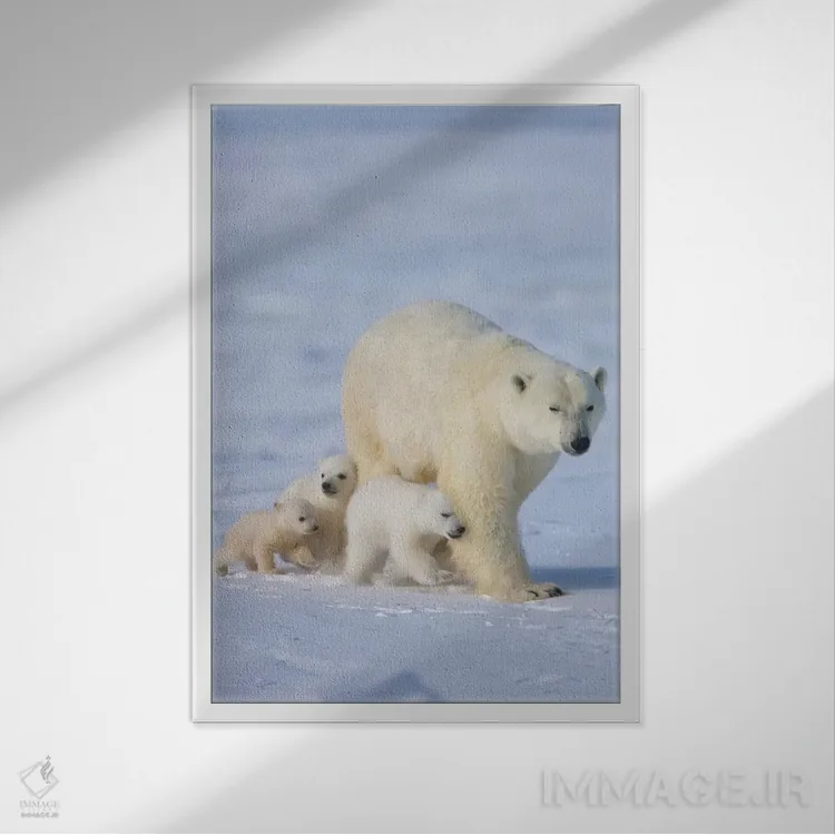 تابلو دکوراتیو خرس قطبی ماده با سه توله در توندرا، پارک ملی واپاسک، منیتوبا، کا… اثر کرن سو - نمای قابدار سفید