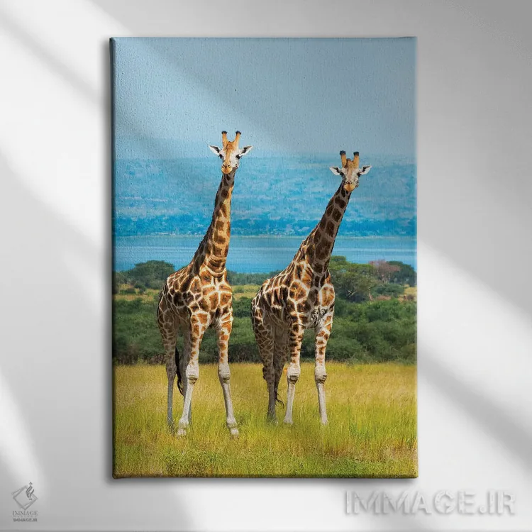 تابلو دکوراتیو زرافه ها در ساوانا، پارک ملی آبشار مورچیسون، اوگاندا اثر کرن سو - نمای روبهرو روی دیوار
