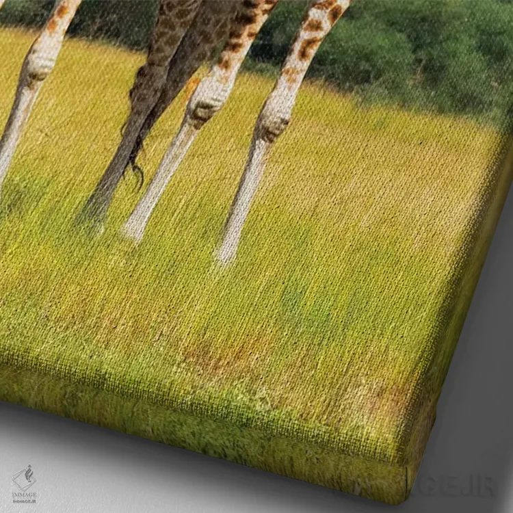 تابلو دکوراتیو زرافه ها در ساوانا، پارک ملی آبشار مورچیسون، اوگاندا اثر کرن سو - نمای نزدیک بافت بوم