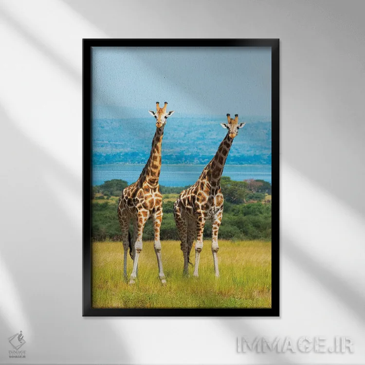 تابلو دکوراتیو زرافه ها در ساوانا، پارک ملی آبشار مورچیسون، اوگاندا اثر کرن سو - نمای قابدار مشکی
