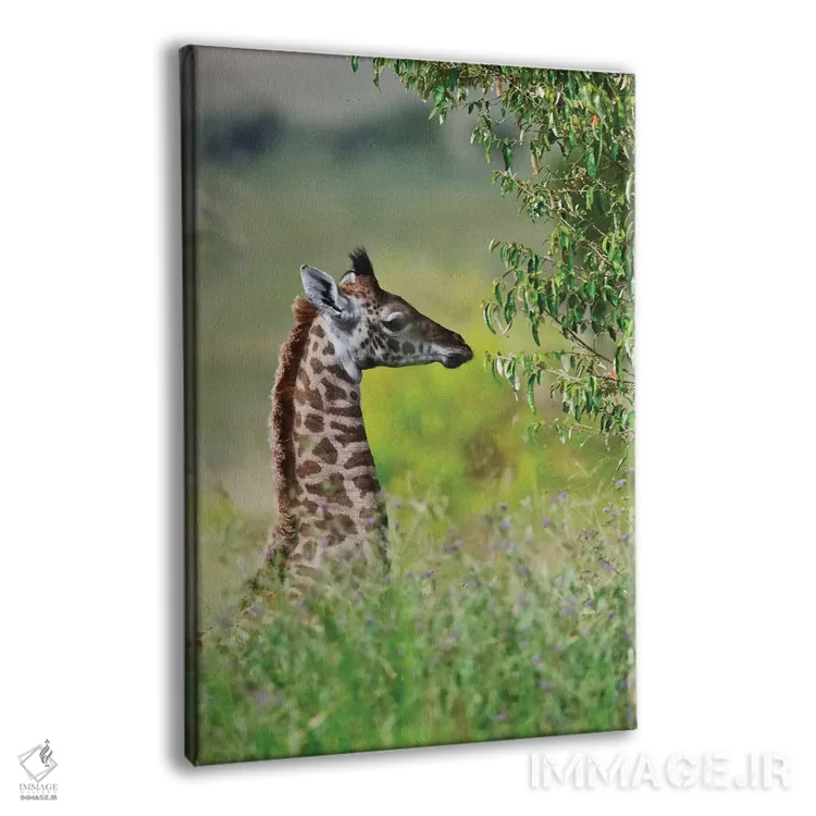 تابلو دکوراتیو Maasai Mara National Reserve, Kenya,زرافه بچه، پارک ملی ماسایی م… اثر کرن سو - نمای پرسپکتیو محصول