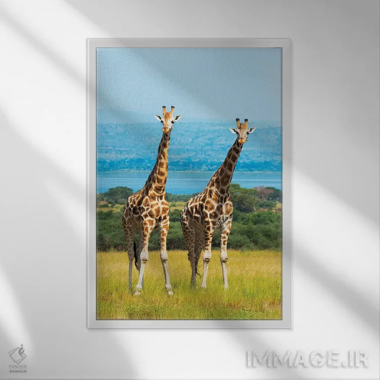 تابلو دکوراتیو زرافه ها در ساوانا، پارک ملی آبشار مورچیسون، اوگاندا اثر کرن سو - نمای قابدار سفید