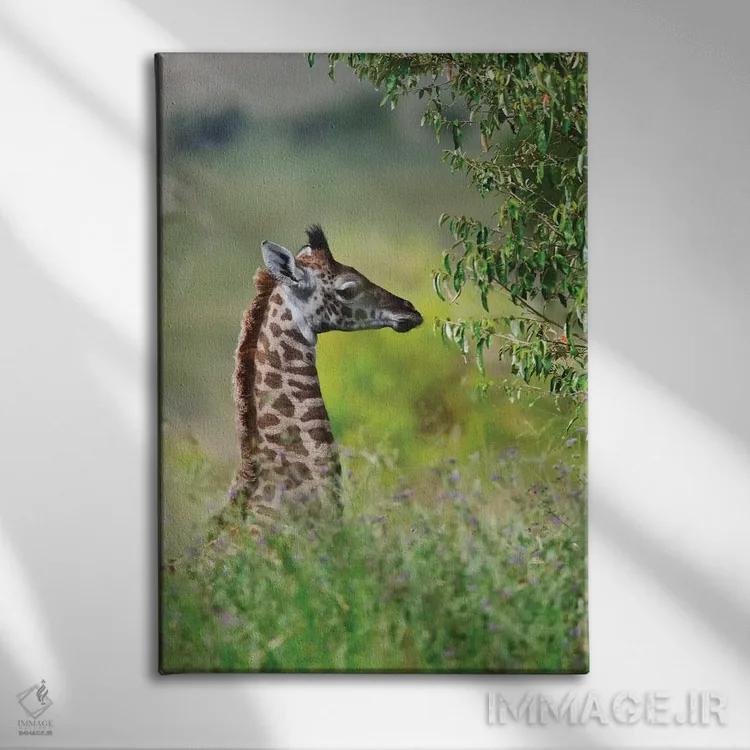 تابلو دکوراتیو Maasai Mara National Reserve, Kenya,زرافه بچه، پارک ملی ماسایی م… اثر کرن سو - نمای روبهرو روی دیوار
