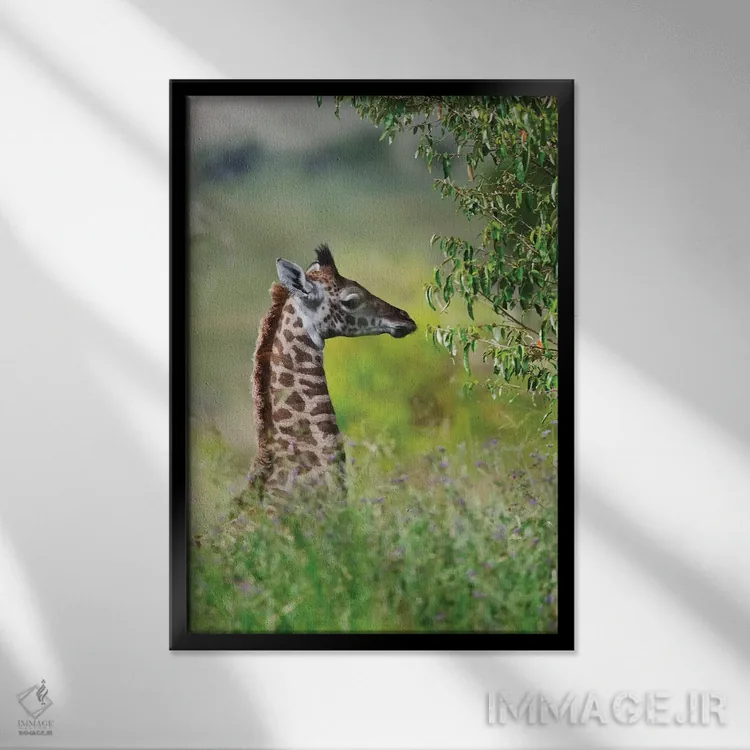 تابلو دکوراتیو Maasai Mara National Reserve, Kenya,زرافه بچه، پارک ملی ماسایی م… اثر کرن سو - نمای قابدار مشکی