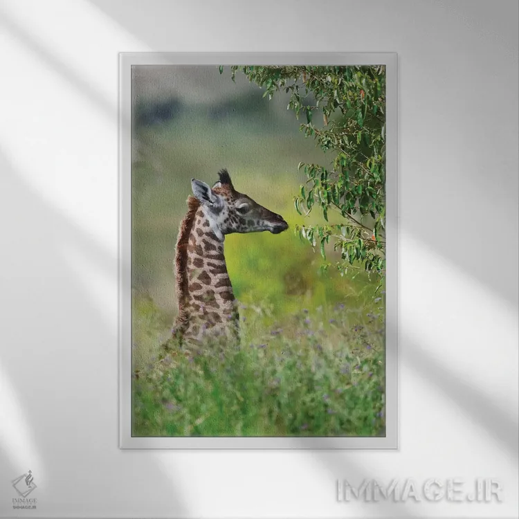 تابلو دکوراتیو Maasai Mara National Reserve, Kenya,زرافه بچه، پارک ملی ماسایی م… اثر کرن سو - نمای قابدار سفید