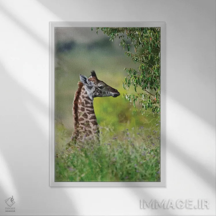 تابلو دکوراتیو Maasai Mara National Reserve, Kenya,زرافه بچه، پارک ملی ماسایی م… اثر کرن سو - نمای قابدار سفید