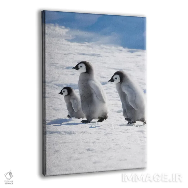 تابلو دکوراتیو Snow Hill Island, Antarctica,جوجه های پنگوئن امپراتور روی یخ، جز… اثر کرن سو - نمای پرسپکتیو محصول