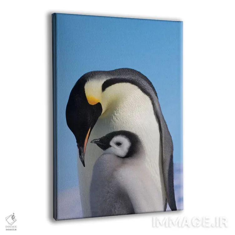 تابلو دکوراتیو Snow Hill Island, Antarctica,پنگوئن امپراتور به همراه جوجه روی ی… اثر کرن سو - نمای پرسپکتیو محصول