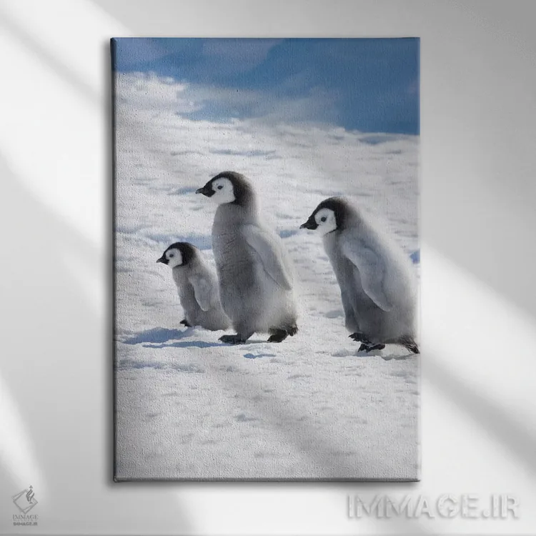 تابلو دکوراتیو Snow Hill Island, Antarctica,جوجه های پنگوئن امپراتور روی یخ، جز… اثر کرن سو - نمای روبهرو روی دیوار