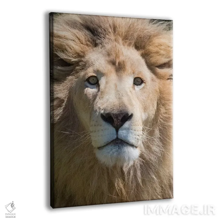 تابلو دکوراتیو South Africa.,شیر، استان کیپ غربی، آفریقای جنوبی اثر کرن سو - نمای پرسپکتیو محصول