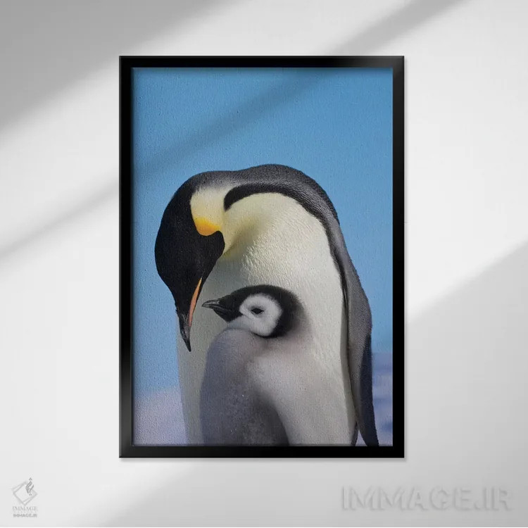 تابلو دکوراتیو Snow Hill Island, Antarctica,پنگوئن امپراتور به همراه جوجه روی ی… اثر کرن سو - نمای قابدار مشکی
