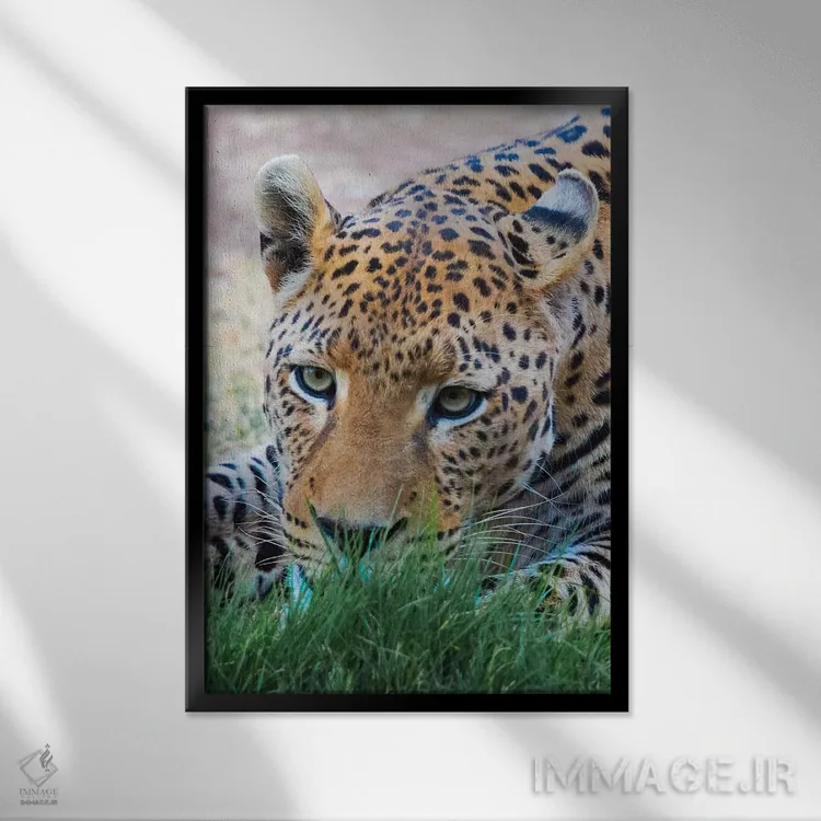 تابلو دکوراتیو Okonjima Nature Reserve. Otjozondjupa Region, Namibia.,پلنگ، منط… اثر کرن سو - نمای قابدار مشکی