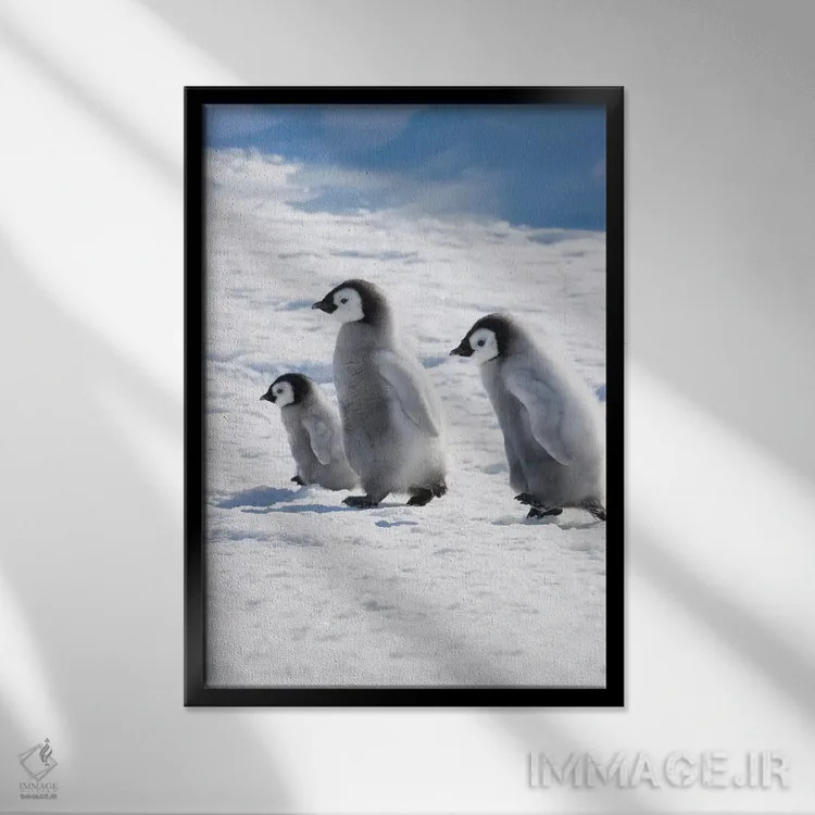 تابلو دکوراتیو Snow Hill Island, Antarctica,جوجه های پنگوئن امپراتور روی یخ، جز… اثر کرن سو - نمای قابدار مشکی