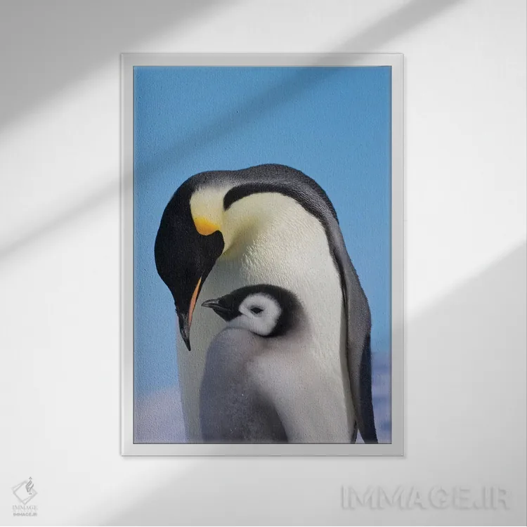 تابلو دکوراتیو Snow Hill Island, Antarctica,پنگوئن امپراتور به همراه جوجه روی ی… اثر کرن سو - نمای قابدار سفید