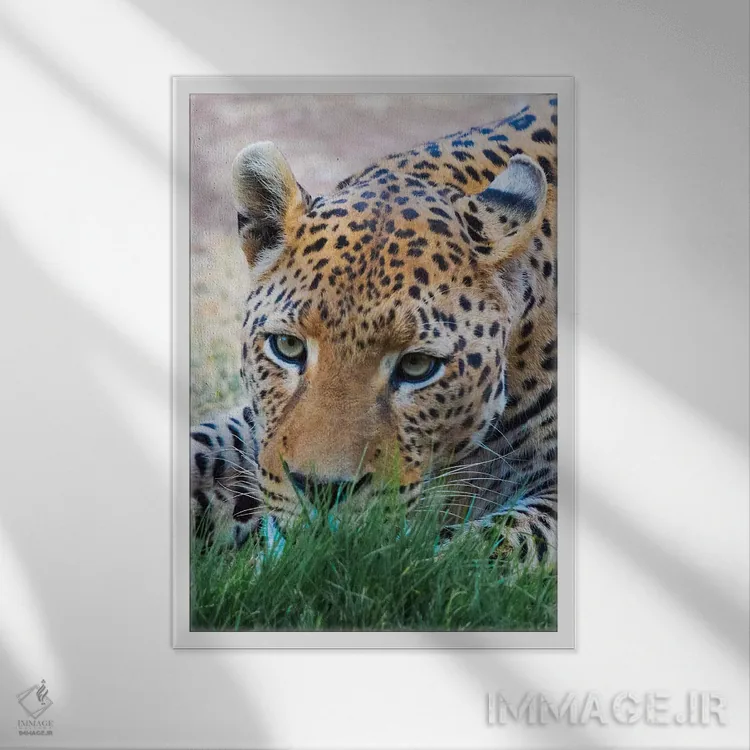 تابلو دکوراتیو Okonjima Nature Reserve. Otjozondjupa Region, Namibia.,پلنگ، منط… اثر کرن سو - نمای قابدار سفید