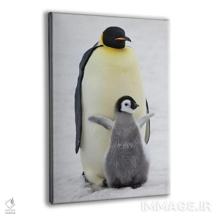 تابلو دکوراتیو Snow Hill Island, Antarctica,پنگوئن امپراتور به همراه جوجه روی ی… اثر کرن سو - نمای پرسپکتیو محصول